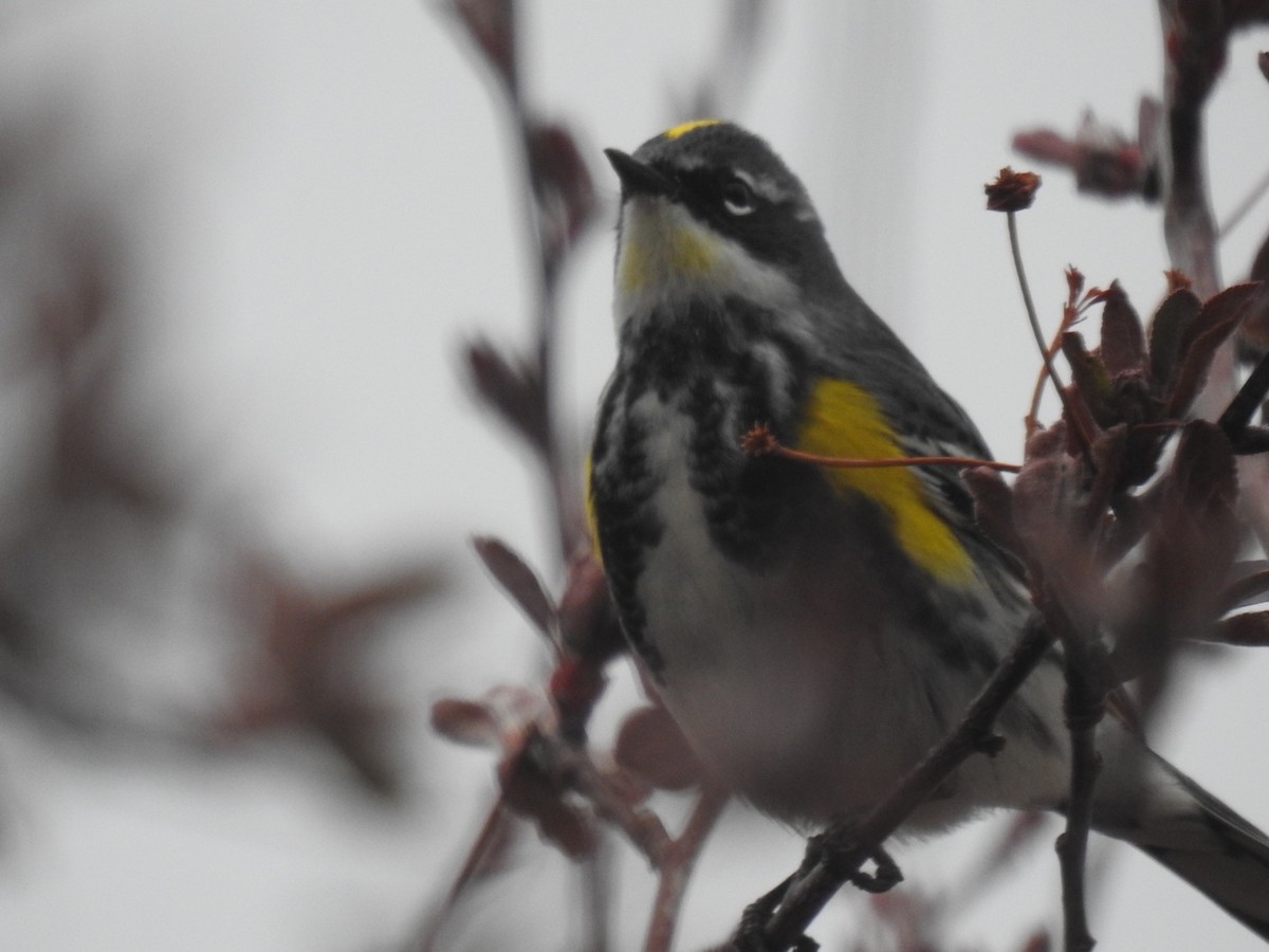 Yellow-rumped Warbler (Myrtle) - ML617946825