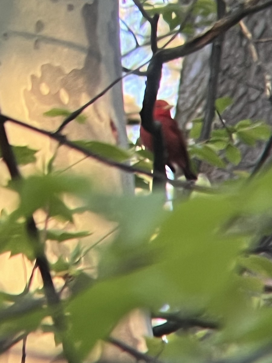 Summer Tanager - R M