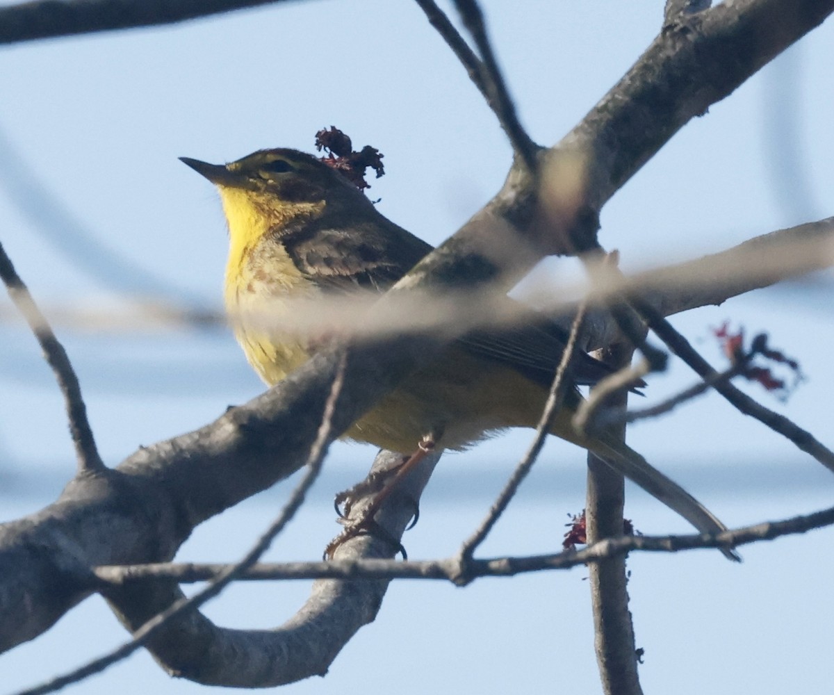 Palm Warbler (Yellow) - Jon Wolfson