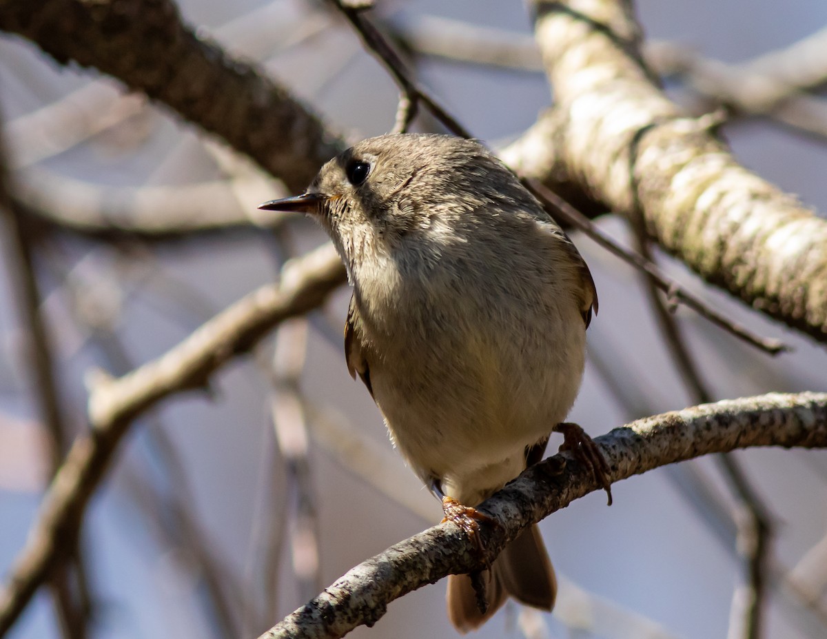 Ruby-crowned Kinglet - Donald Thompson