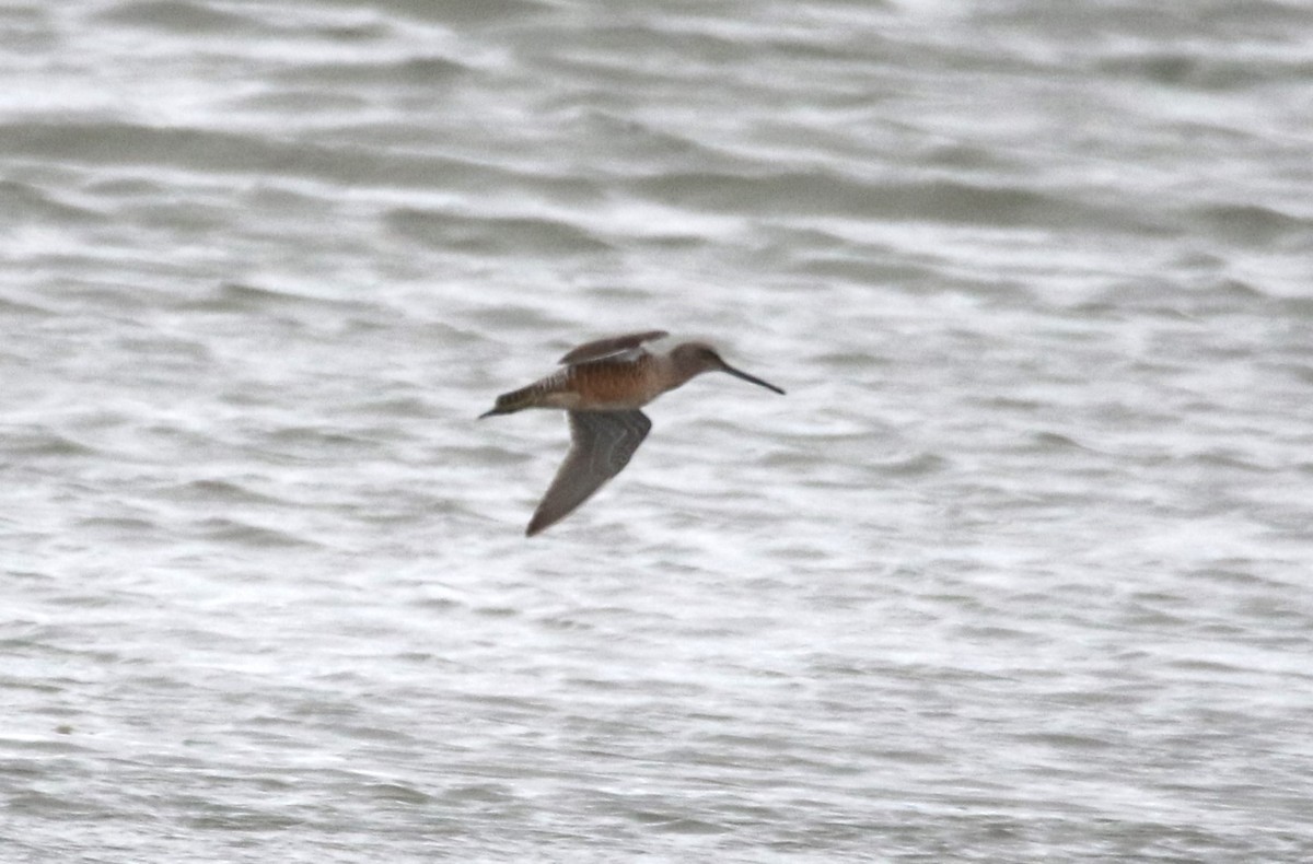 Long-billed Dowitcher - ML617946896