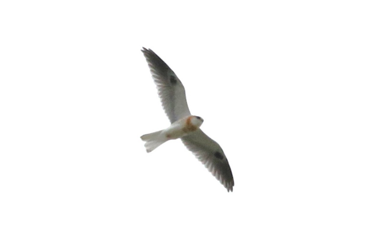 White-tailed Kite - ML617946906