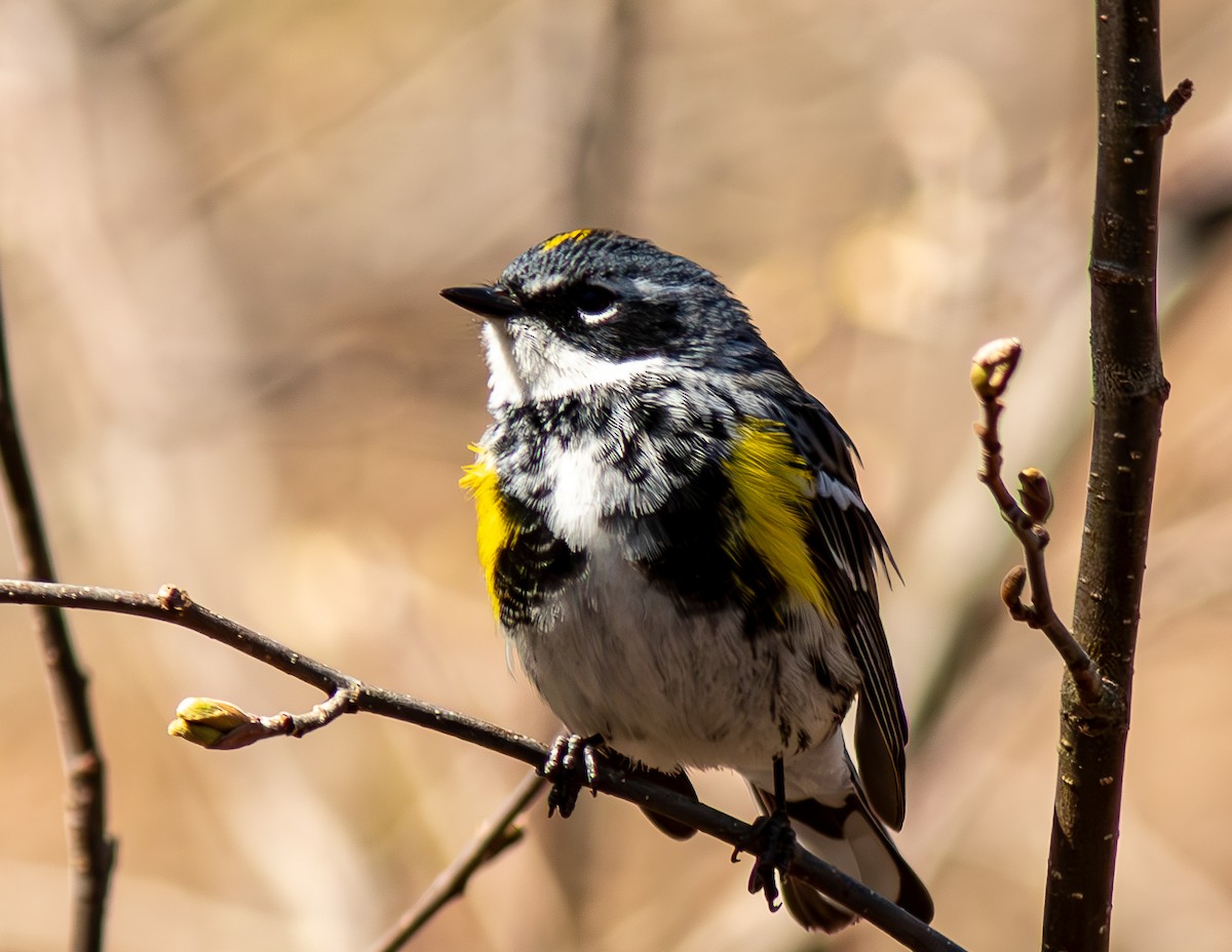Yellow-rumped Warbler - Donald Thompson