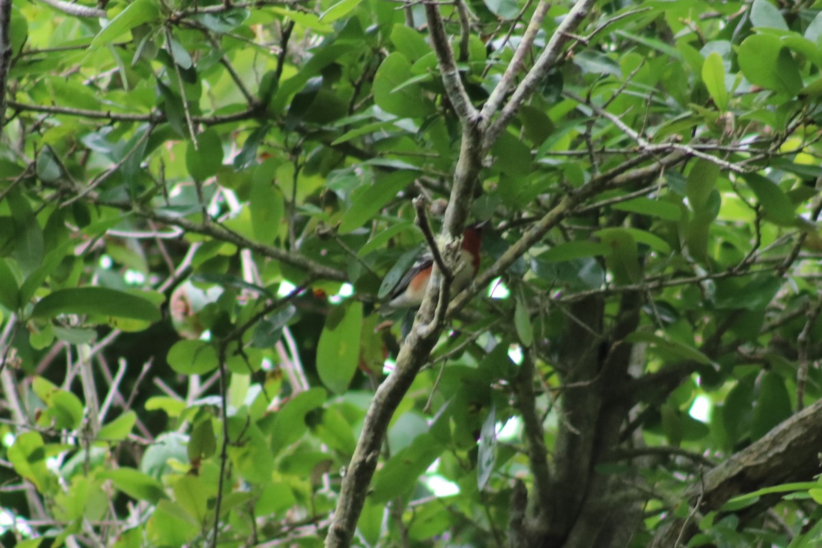 Bay-breasted Warbler - ML617946987