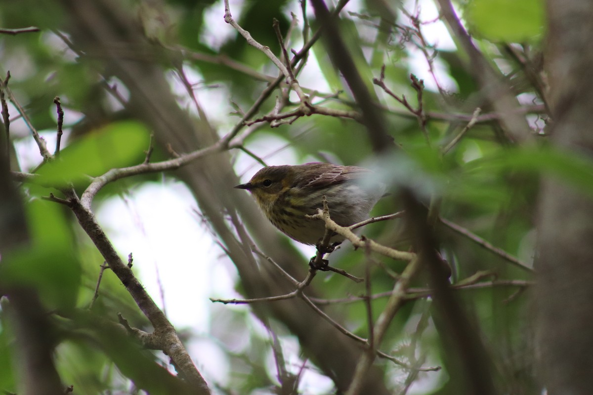 Cape May Warbler - ML617946996