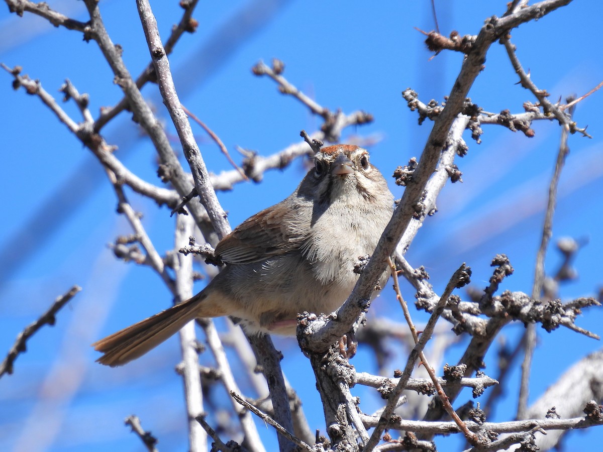 Rufous-crowned Sparrow - Joan K