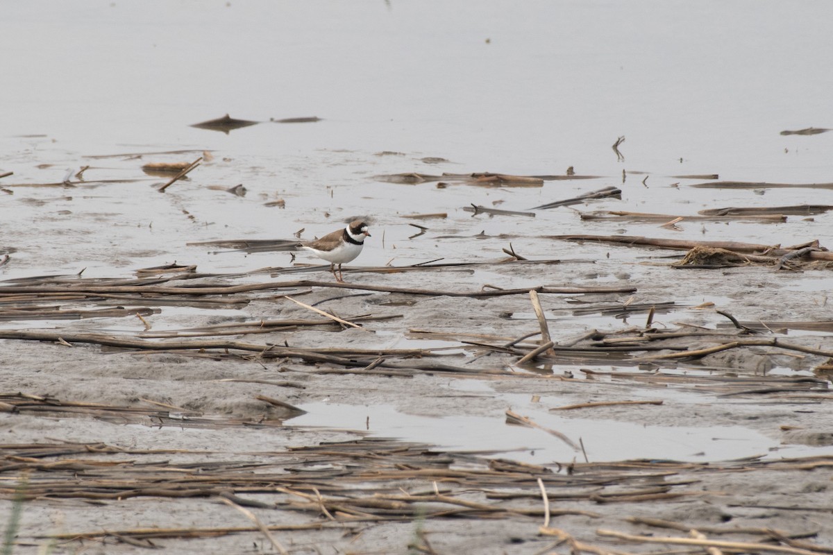 Semipalmated Plover - ML617947023