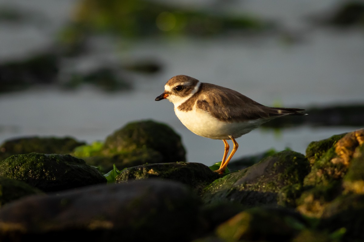 Semipalmated Plover - ML617947029