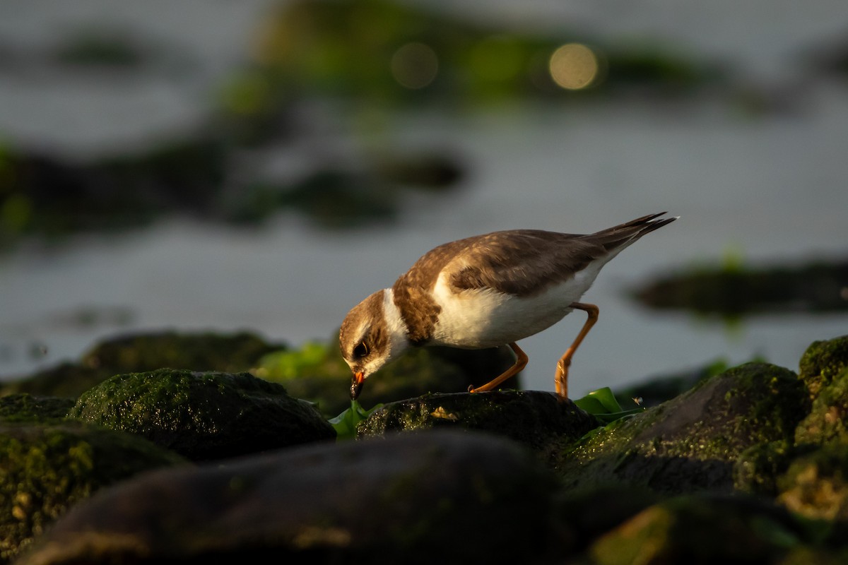 Semipalmated Plover - ML617947041