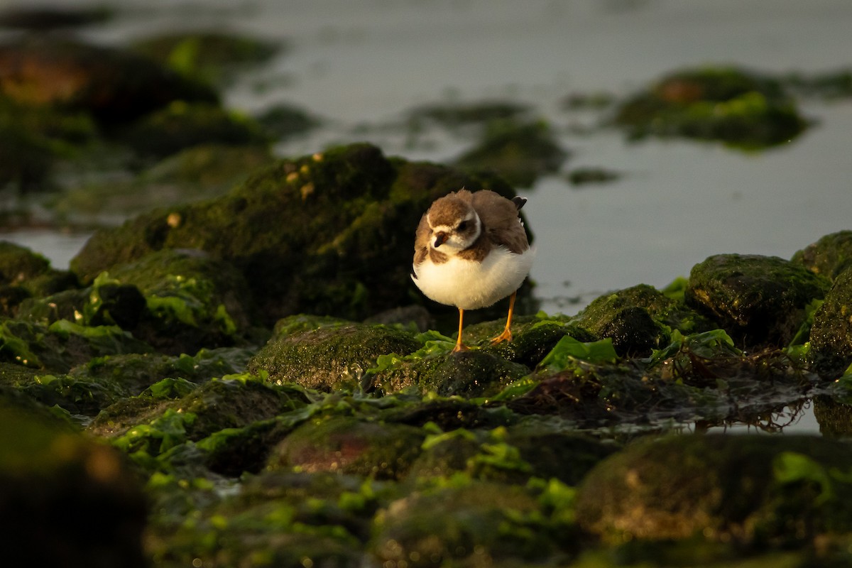 Semipalmated Plover - ML617947061