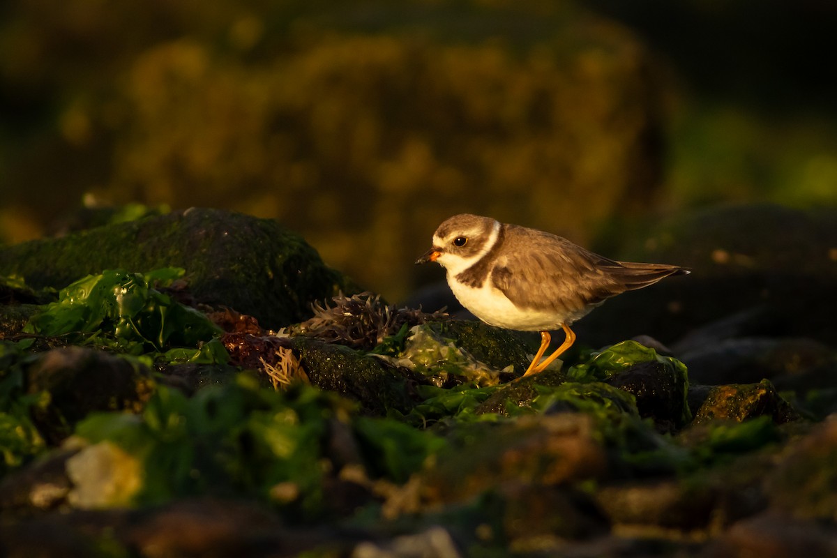 Semipalmated Plover - ML617947063