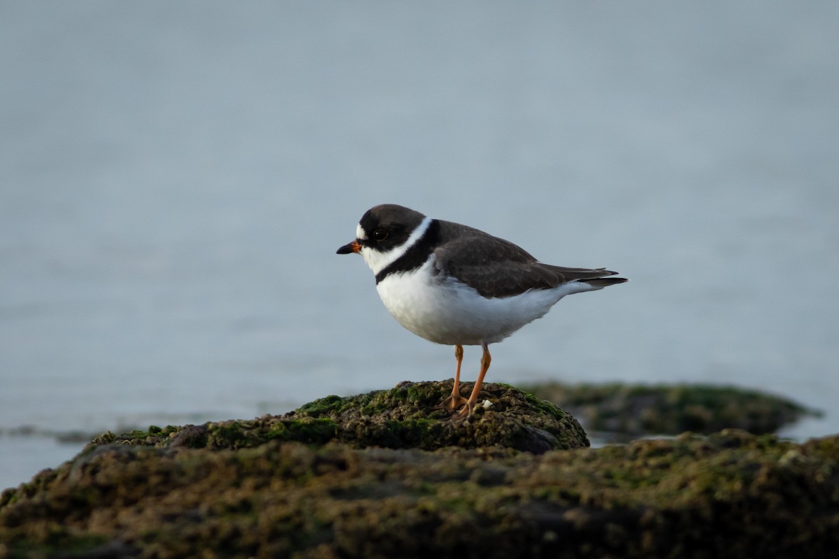 Semipalmated Plover - ML617947069