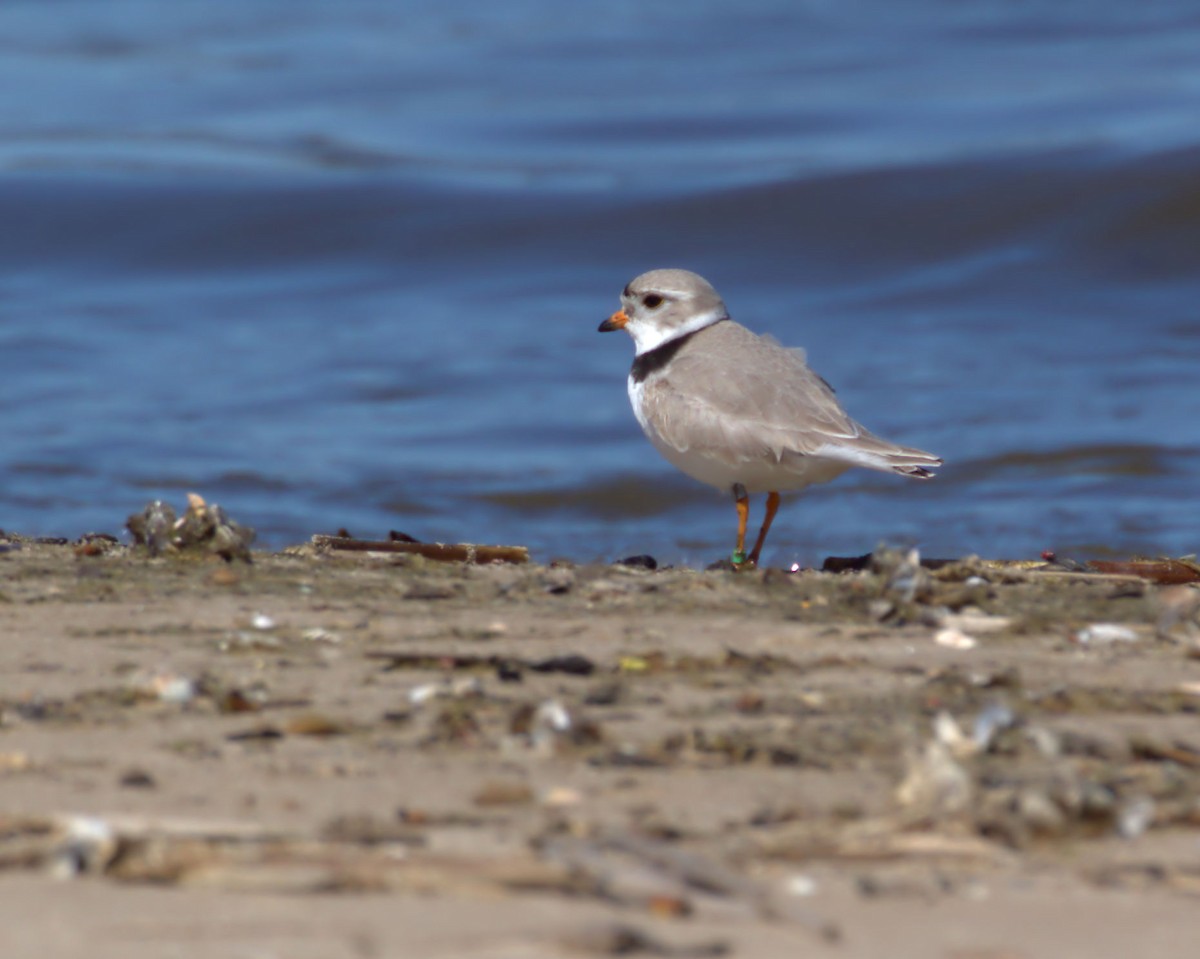 Piping Plover - ML617947078