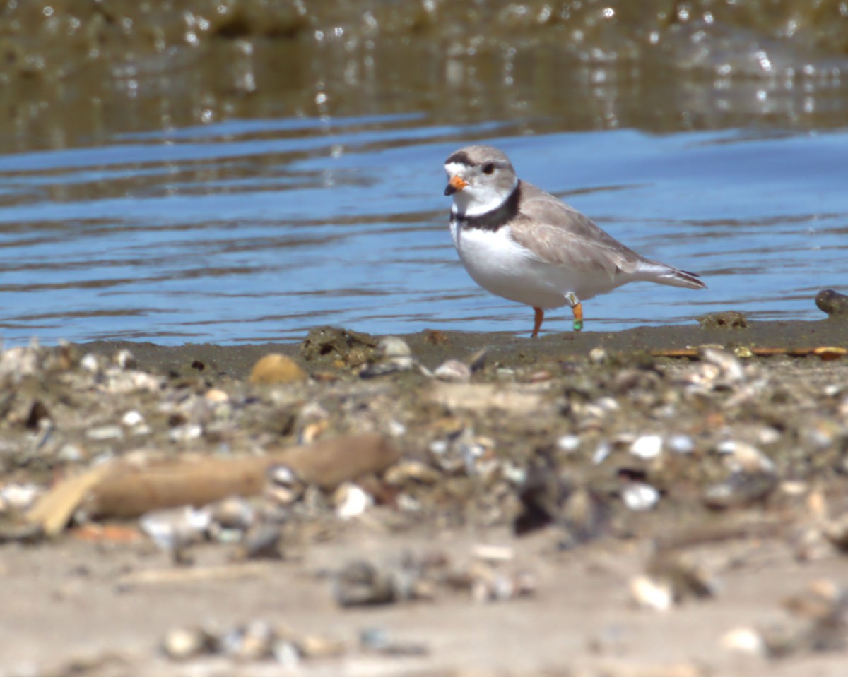 Piping Plover - ML617947079