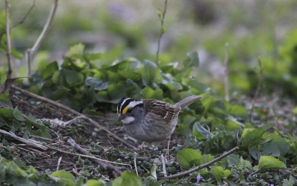 White-throated Sparrow - ML617947083