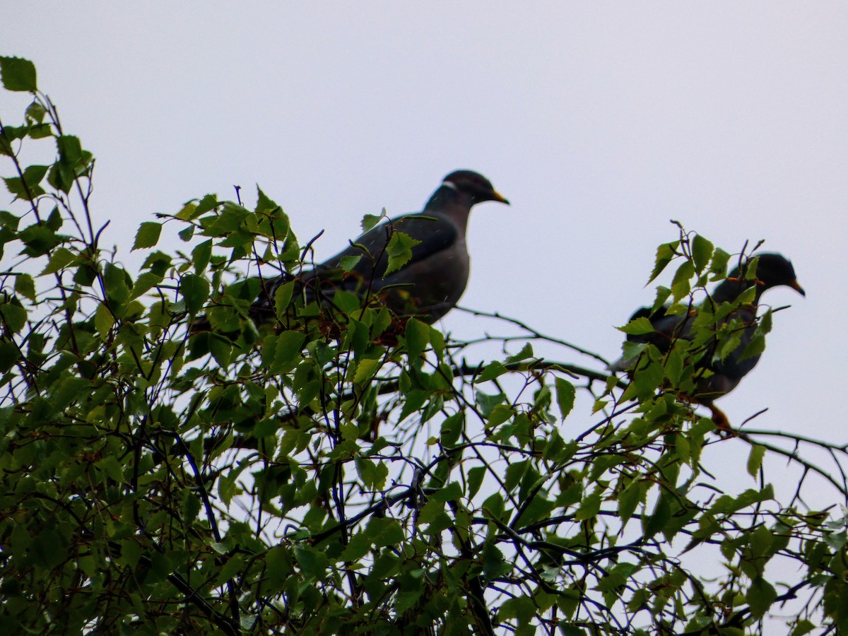 Band-tailed Pigeon - Aldrin Leung