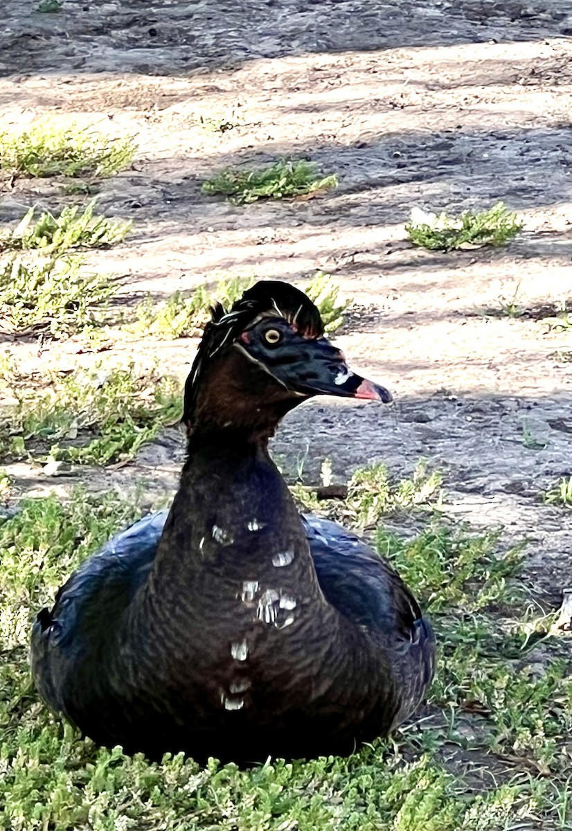 Muscovy Duck (Domestic type) - ML617947130