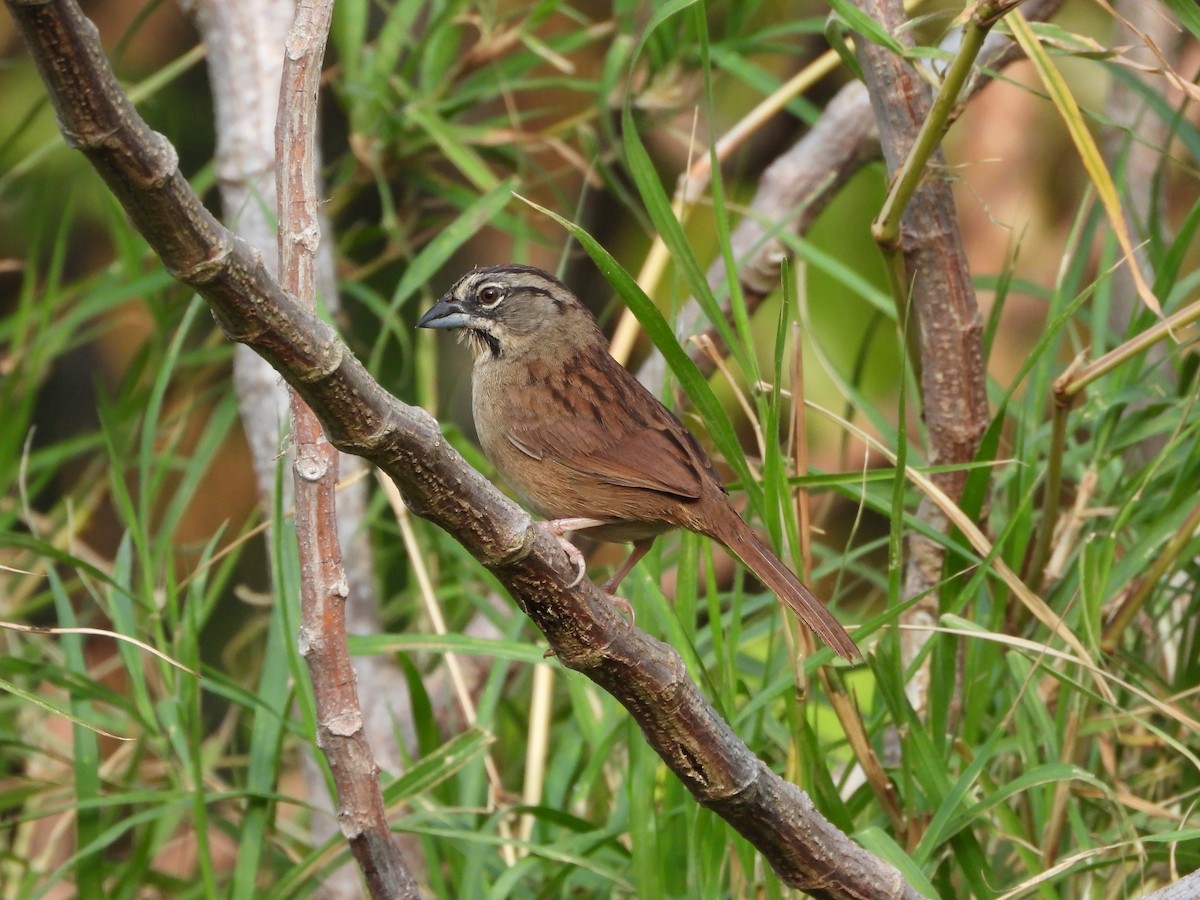 Rusty Sparrow - Osvaldo Balderas San Miguel