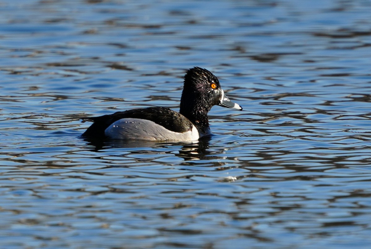 Ring-necked Duck - ML617947183