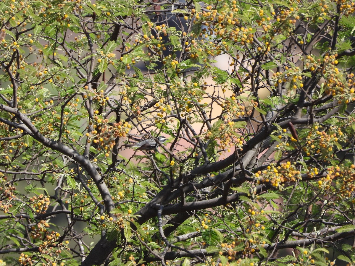 Black-throated Gray Warbler - ML617947275