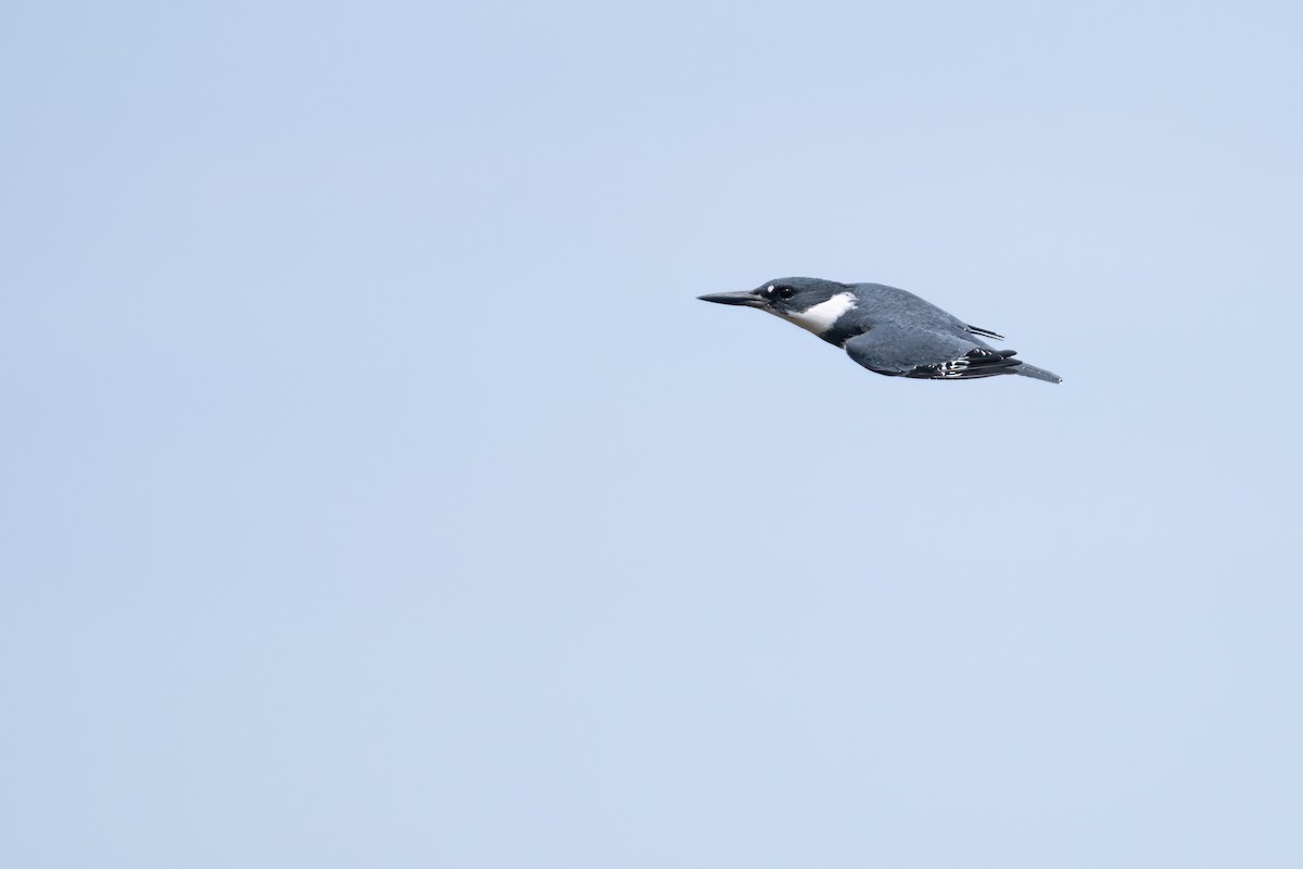 Belted Kingfisher - ML617947285