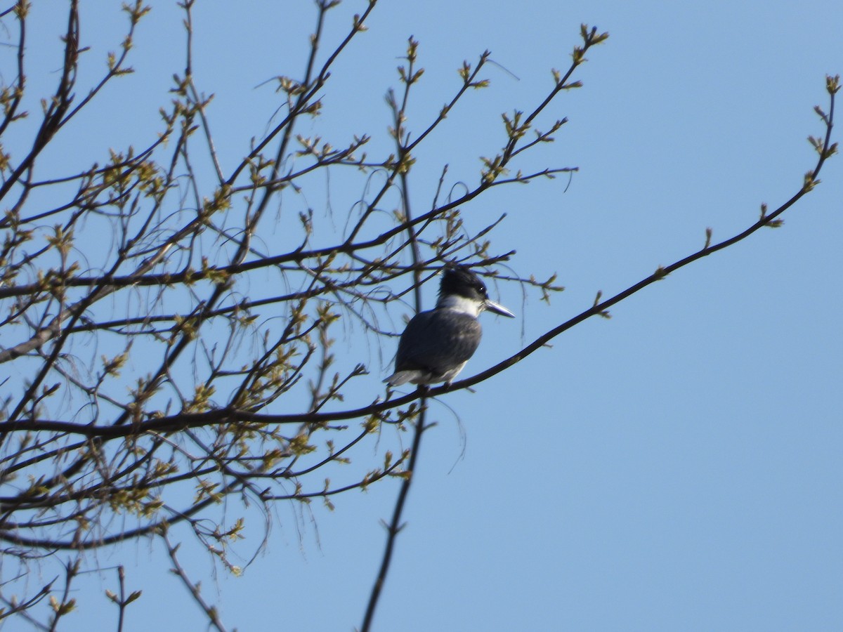 Belted Kingfisher - ML617947295