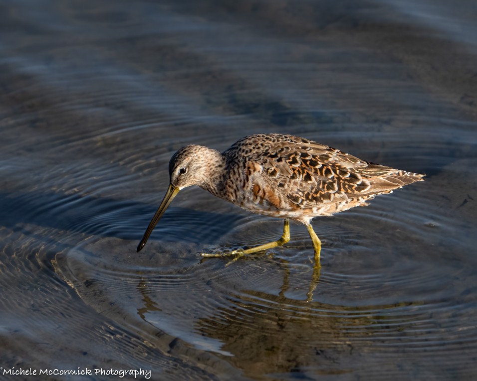 Long-billed Dowitcher - ML617947321