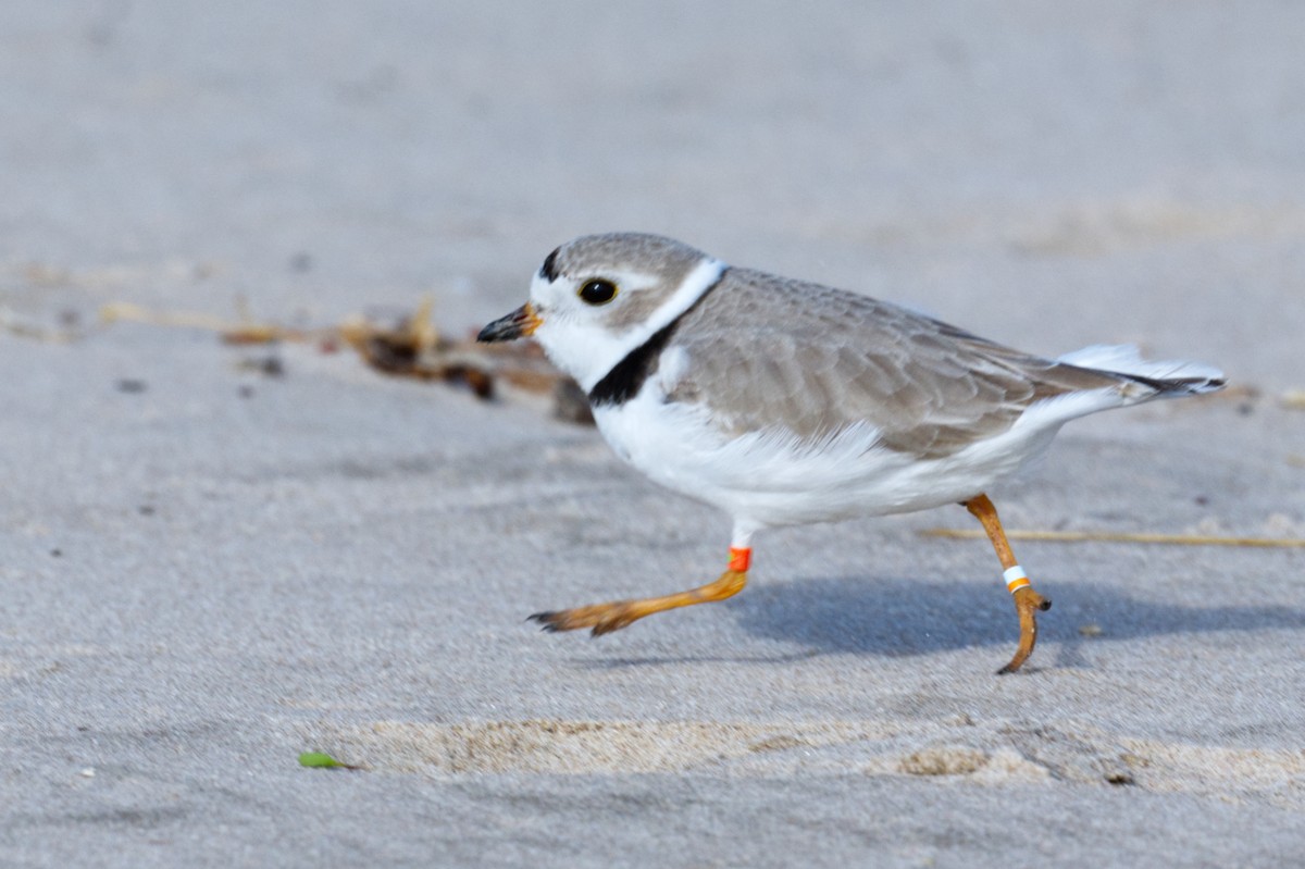 Piping Plover - ML617947323