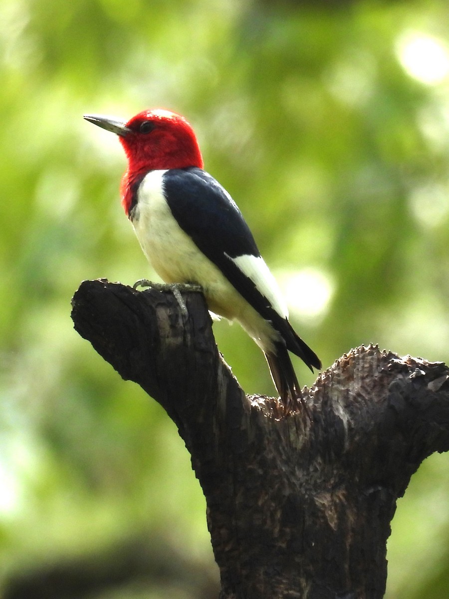 Red-headed Woodpecker - ML617947363