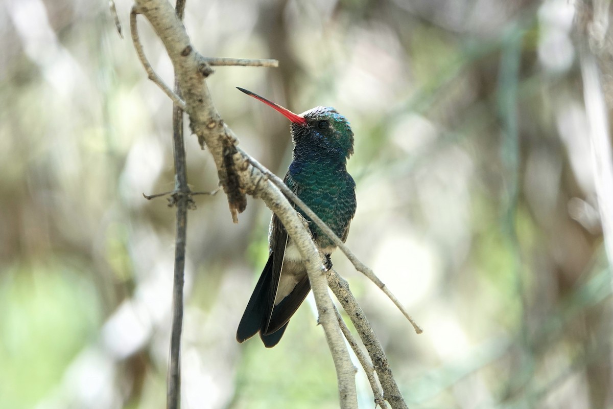 Broad-billed Hummingbird - Diana Spangler