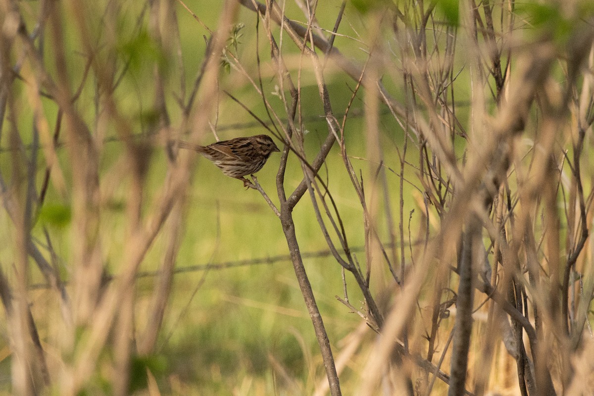 Song Sparrow - Chad Remley