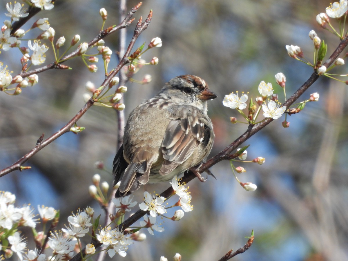 White-crowned Sparrow - ML617947399
