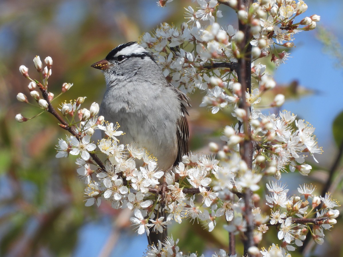 White-crowned Sparrow - ML617947403