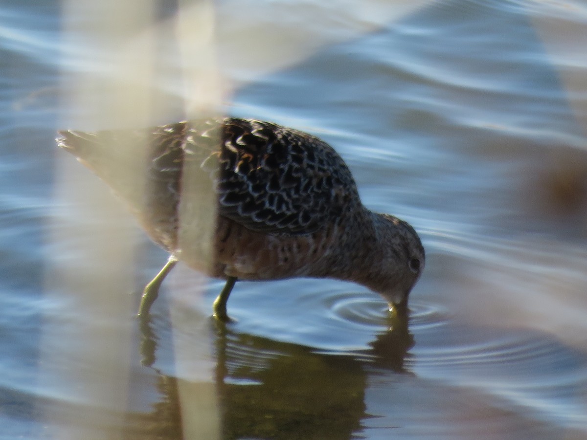 Long-billed Dowitcher - ML617947415