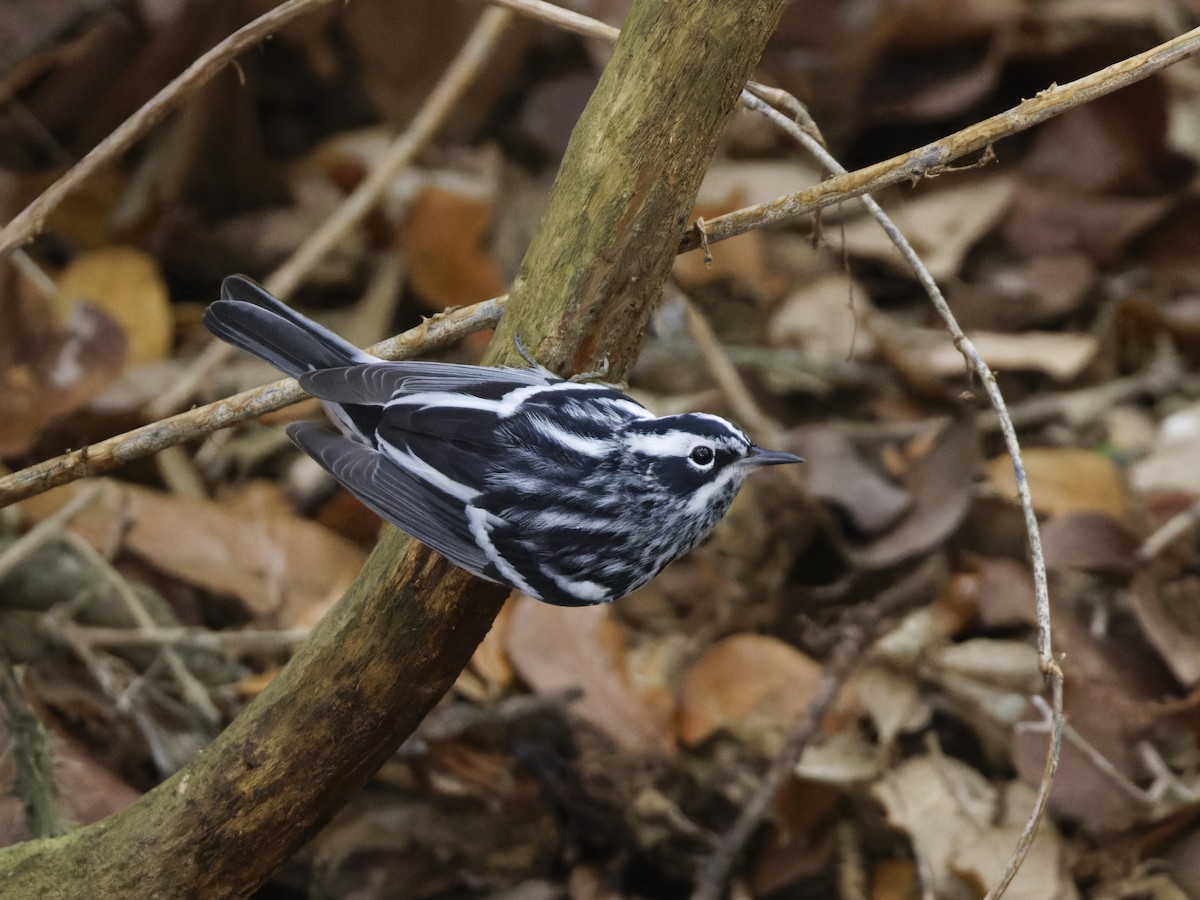 Black-and-white Warbler - ML617947418