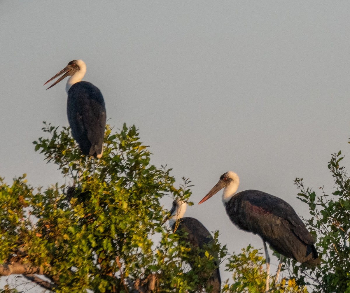 African Woolly-necked Stork - ML617947443