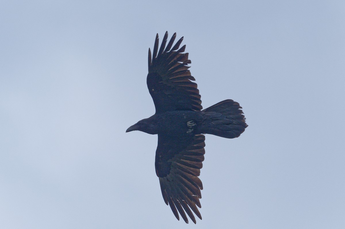 Common Raven - ML617947444