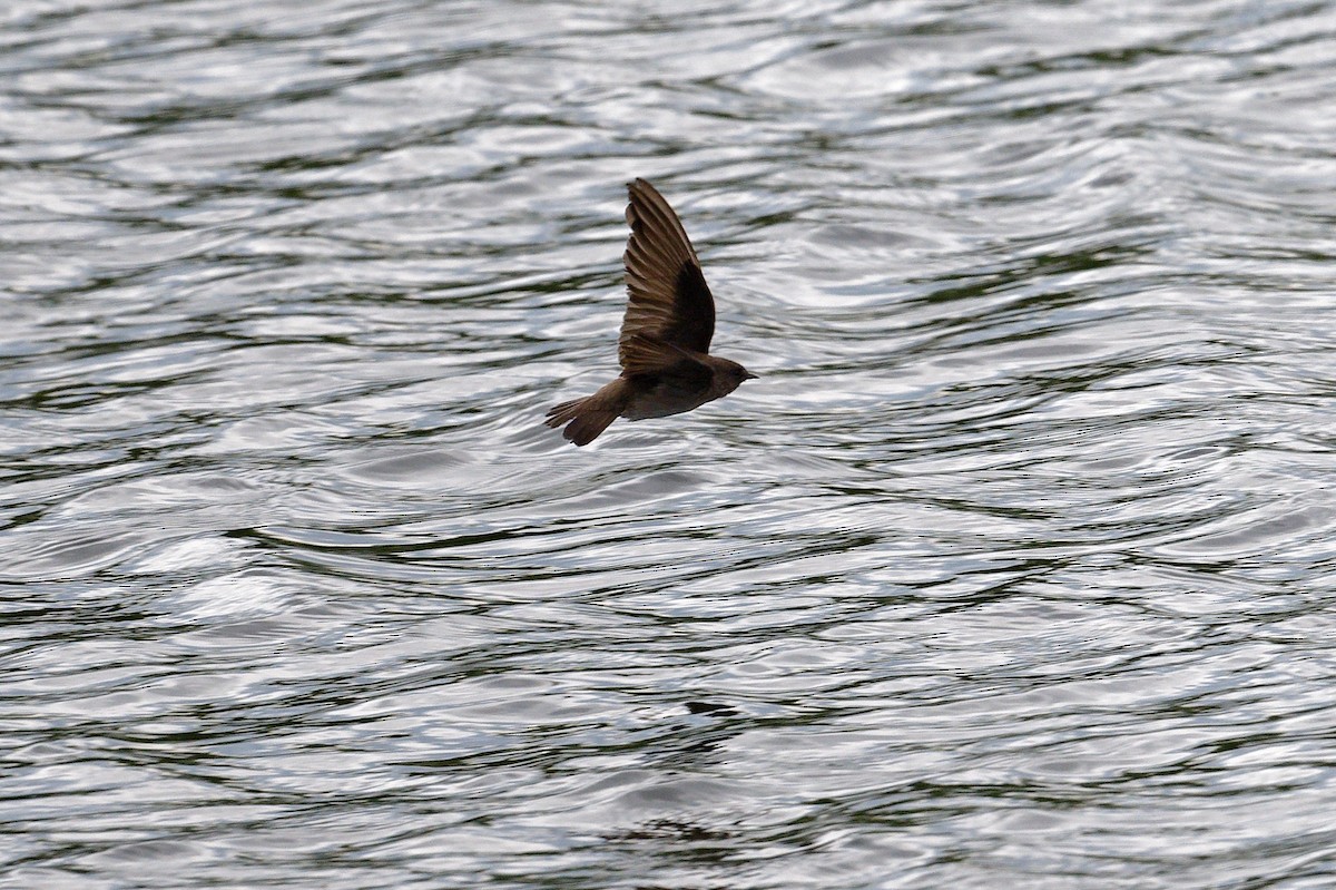 Northern Rough-winged Swallow - Jan  Kool