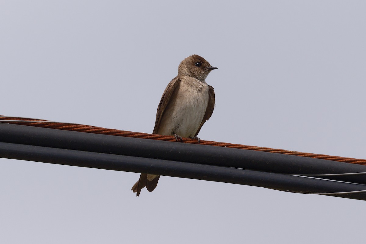 Northern Rough-winged Swallow - Jan  Kool