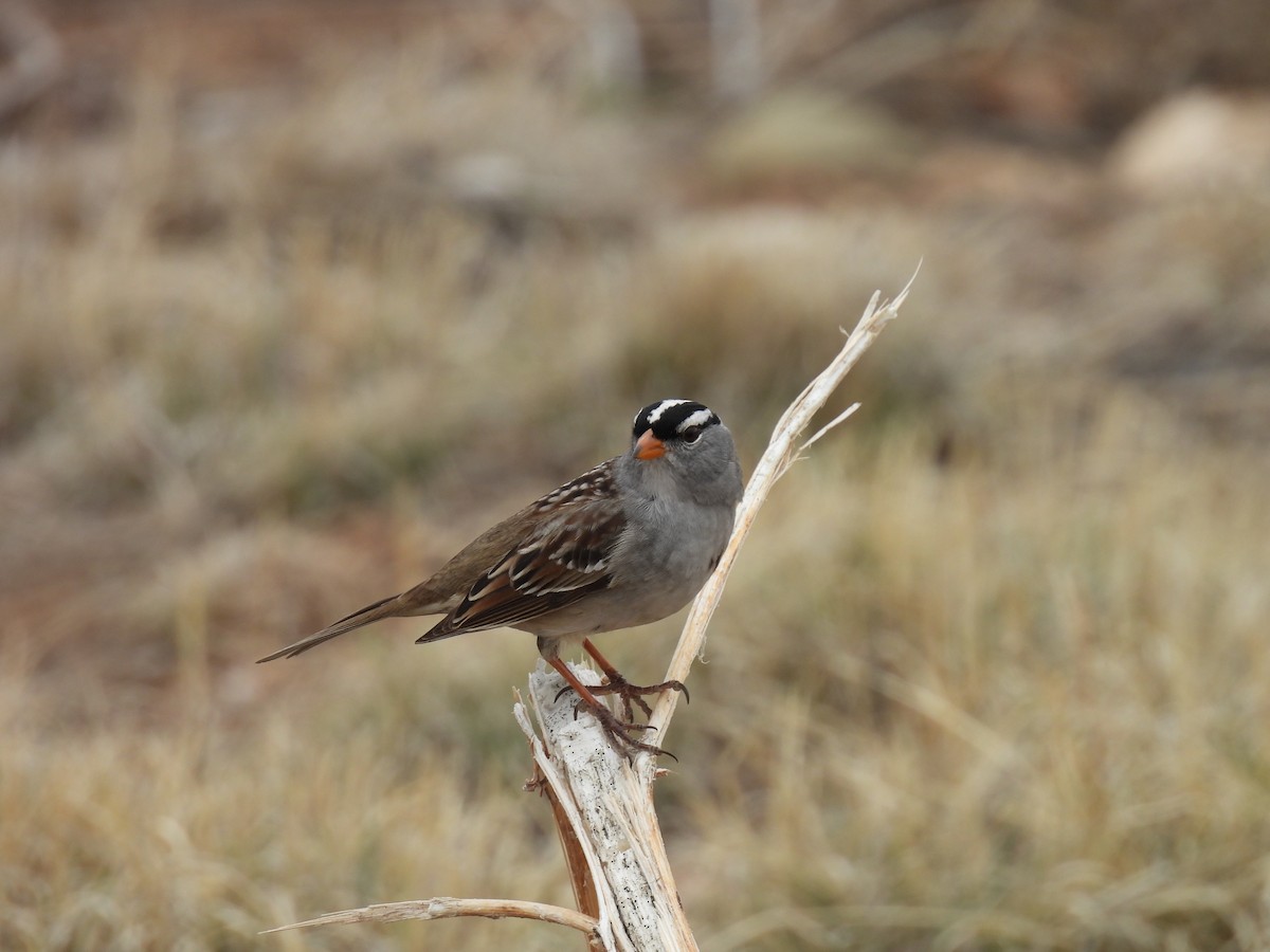 White-crowned Sparrow - Jay Breidt