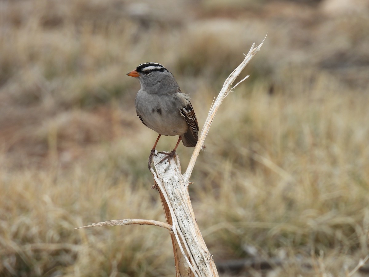 White-crowned Sparrow - Jay Breidt