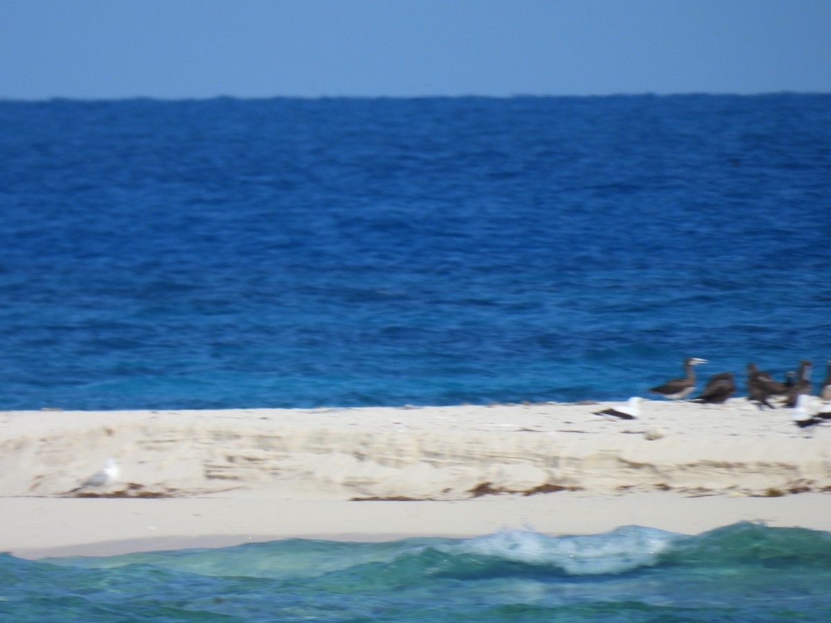 Masked Booby - ML617947454