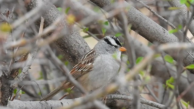 White-crowned Sparrow - ML617947457