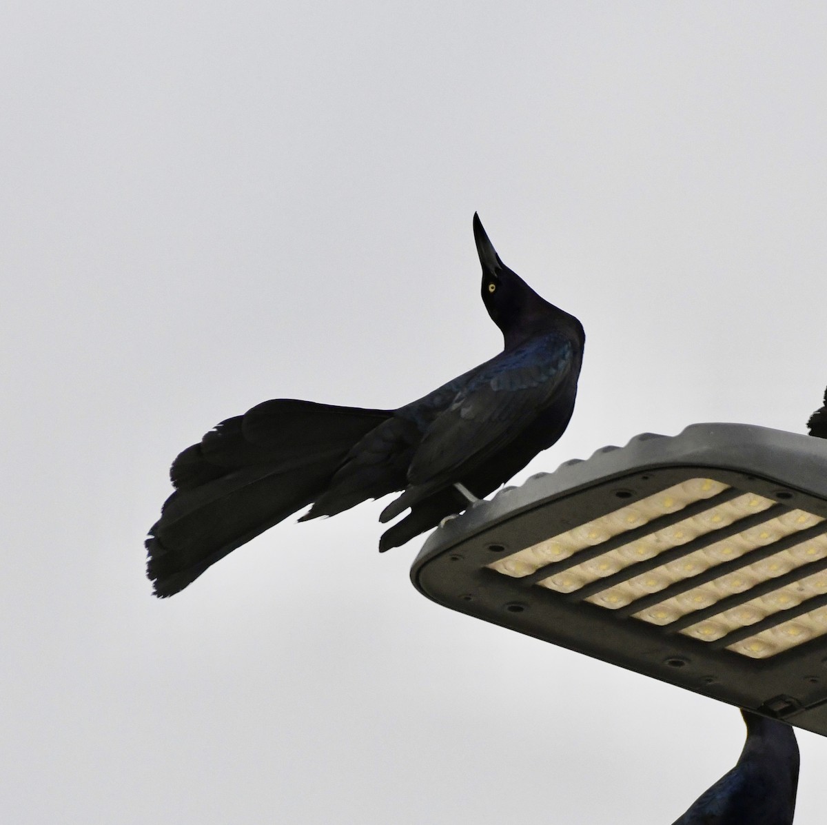 Great-tailed Grackle (Great-tailed) - ML617947477