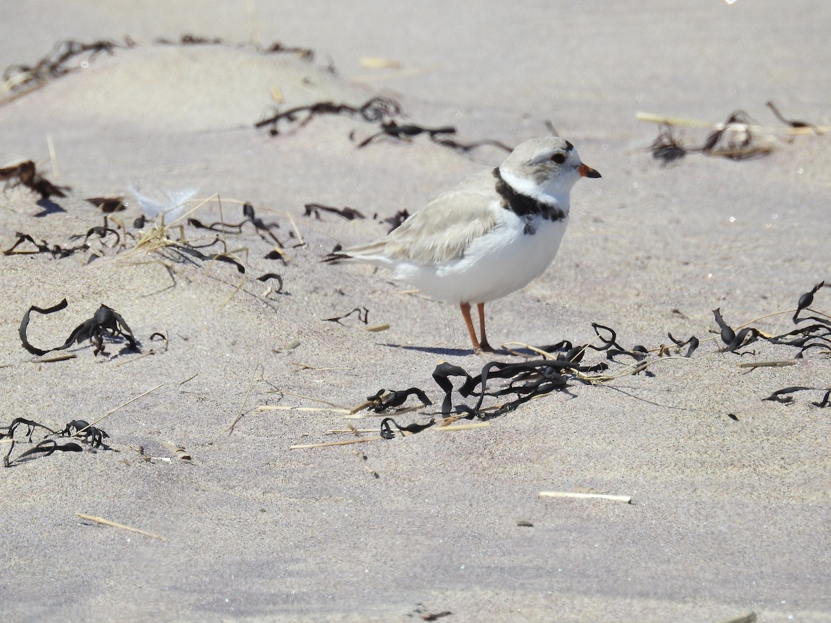 Piping Plover - ML617947524