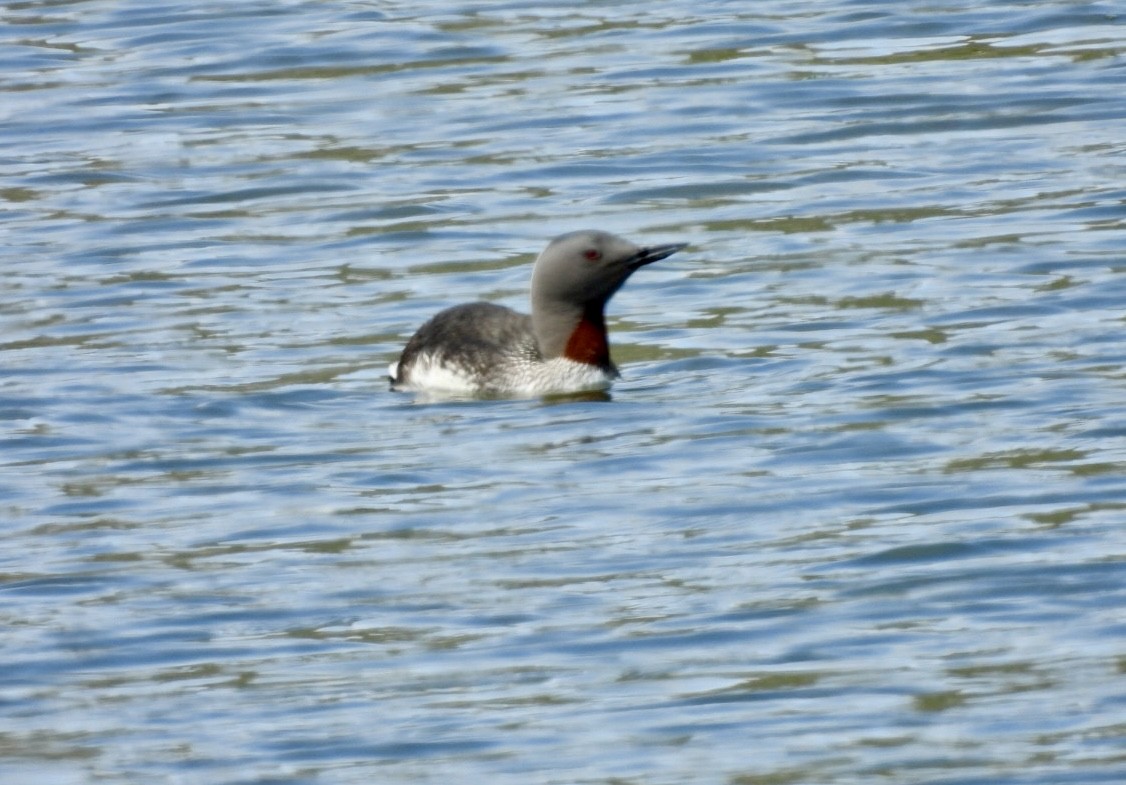 Red-throated Loon - Peggy Gierhart