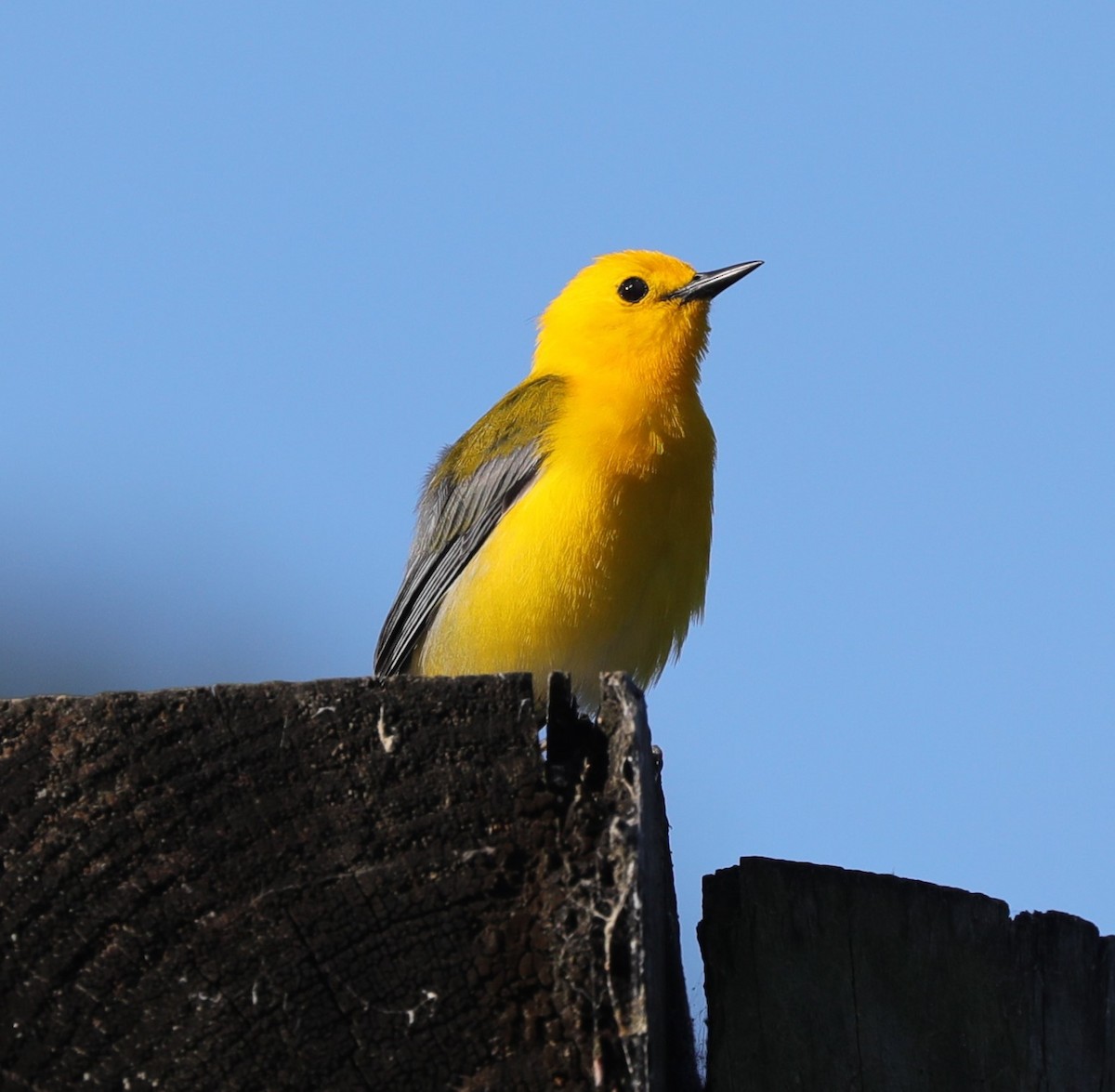 Prothonotary Warbler - ML617947531