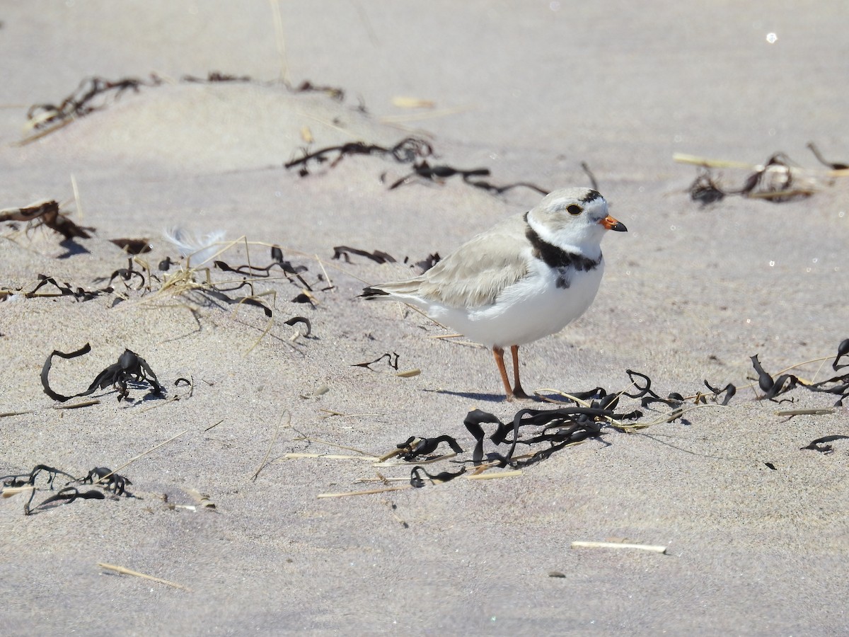 Piping Plover - ML617947534
