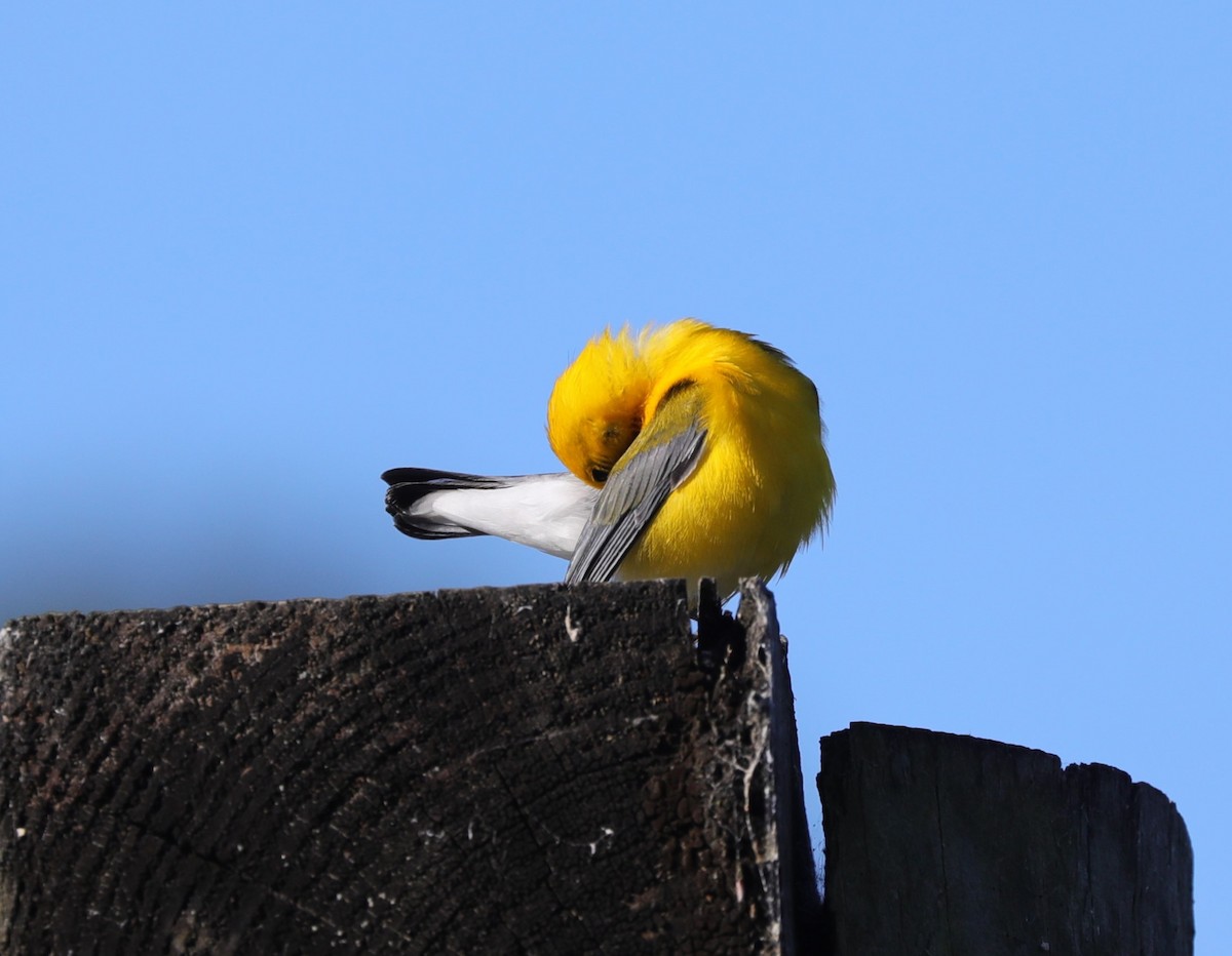 Prothonotary Warbler - ML617947535