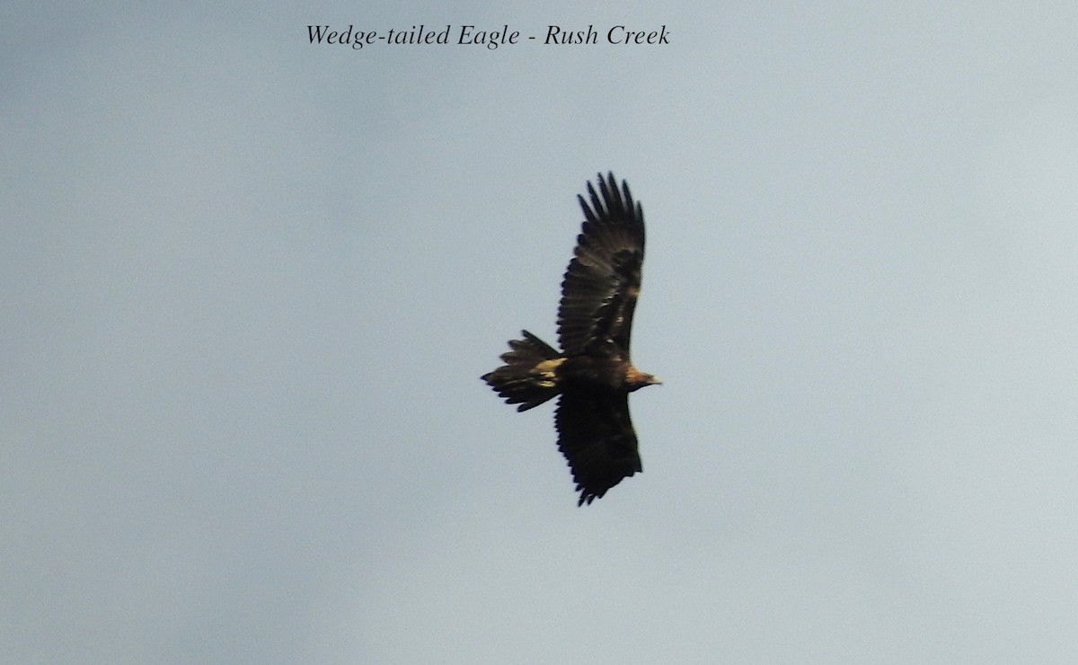 Wedge-tailed Eagle - ML617947543